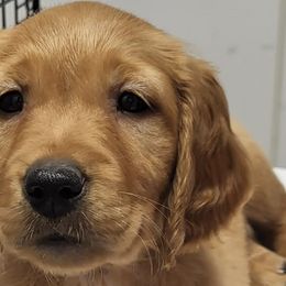 Golden Retrievers from Three Rivers Golden Retrievers
