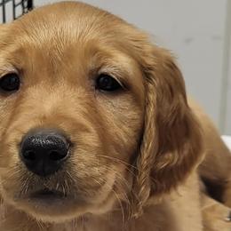 Golden Retrievers from Three Rivers Golden Retrievers