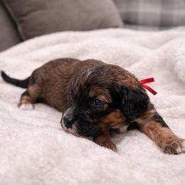 Brooks - Sable male Goldendoodle puppy in Pittsburg, Texas from Grace Springs Goldendoodles
