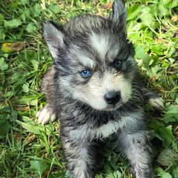 Big boy blue eyes - Agouti and white male Siberian Husky puppy in Kansas City, Missouri from Anuun's Huskies