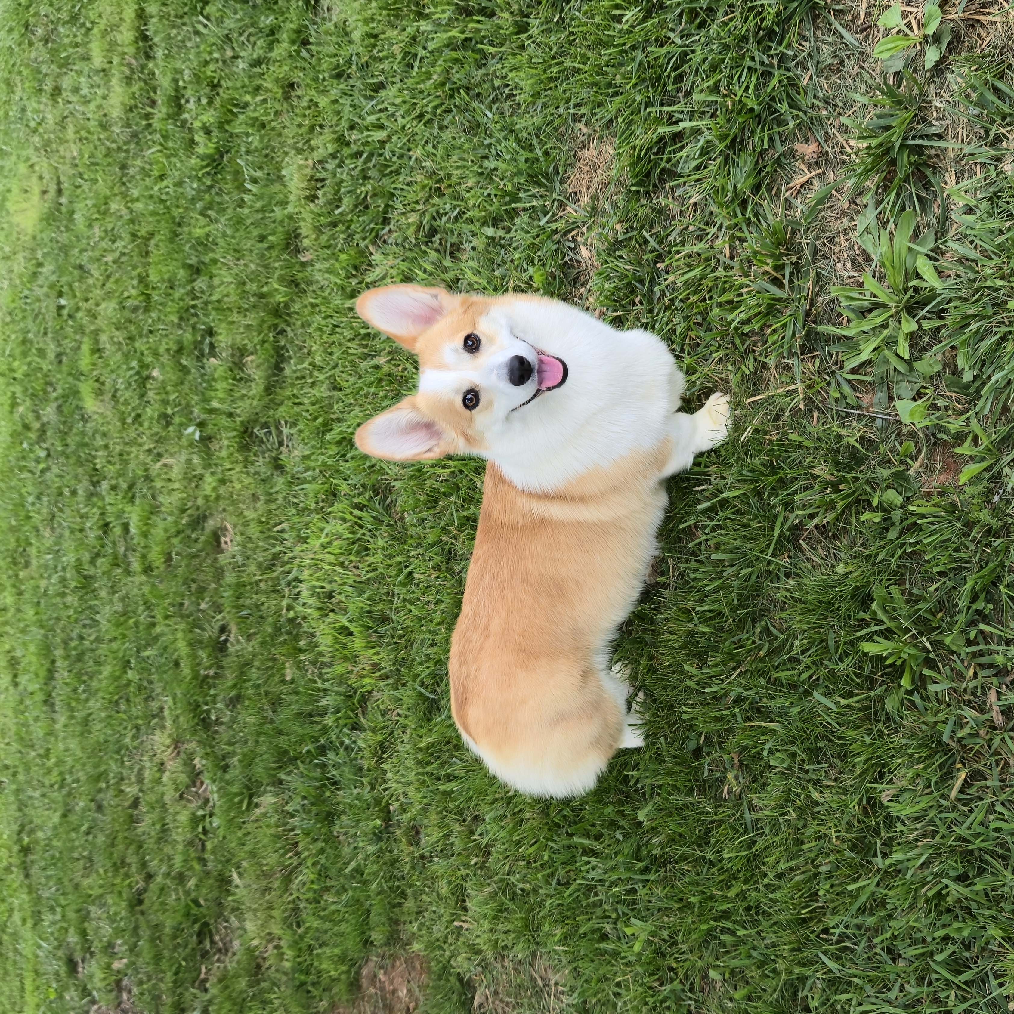 Flare - Pembroke Welsh Corgi