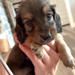 The Tramp - Cream male Dachshund puppy in Nacogdoches, Texas from Heavenly Dachshunds