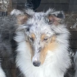 Karma  - Shetland Sheepdog