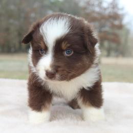 Pluto - Red tri-color male Australian Shepherd puppy in Star City, Arkansas from Blush & Lace Aussie Co.