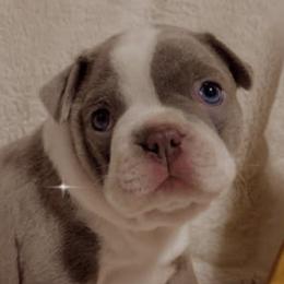 Boston Terriers from Annette's AKC Baby Boston's