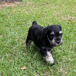 Big Giant - Black male Miniature Schnauzer puppy in New Bern, North Carolina from DJS Delightful Miniature Schnauzers