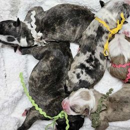 Alapaha Blue Blood Bulldog Puppies from F. F. Fox’SFarm of ALAPAHA BLUE BLOOD BULLDOGS