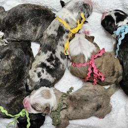 Alapaha Blue Blood Bulldog Puppies from F. F. Fox’SFarm of ALAPAHA BLUE BLOOD BULLDOGS