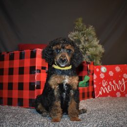 Donner - G5 Yellow Female - Phantom female Poodle puppy in Nelson, Missouri from MD Triple Creek Ranch