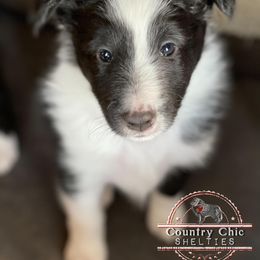 Shetland Sheepdog Puppies from Country Chic Shelties