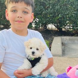 RICHIE - Cream male Maltipoo puppy in Sugar Land, Texas from Celebrity Maltipoos