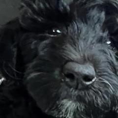 Lightening McQueen - Black Double Doodle puppy in Peoria, Arizona from Sonoran Doodles