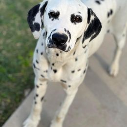 Fallon - Dalmatian