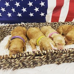 Aussiedoodle and Goldendoodle Puppies from Jackson County Doodles