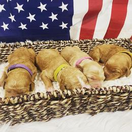 Aussiedoodle and Goldendoodle Puppies from Jackson County Doodles