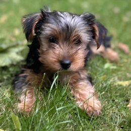 Yorkshire Terrier Puppies from Celestial Family Terriers (Yooper Yorkies)