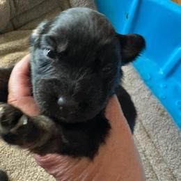 Beef stick - Black tri-color male Australian Shepherd puppy in Albertville, Alabama from Salt Creek Aussies