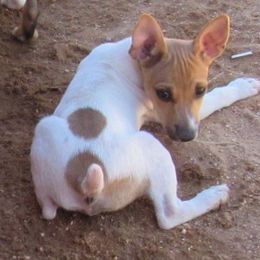 Rat Terrier Puppies from Dynamite Rat Terriers