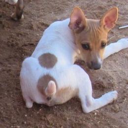 Rat Terrier Puppies from Dynamite Rat Terriers