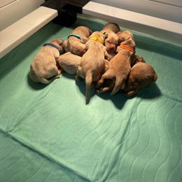 Golden Retriever Puppies from Pura Vida Golden Retrievers