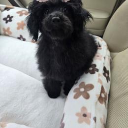 Mia - Black female Poodle puppy in Washington from Mt.BakerPoodles&Doodles