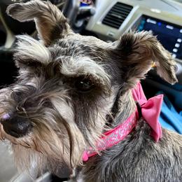 Phoebe - Miniature Schnauzer