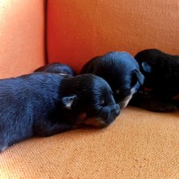 Male 3 - Black and mahogany male Rottweiler puppy in Zebulon, North Carolina from Vom Arnold-Hause Rottweilers
