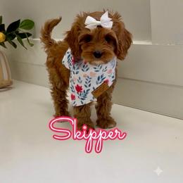 Skipper - Red female Cavapoo puppy in Buford, Georgia from Petite Posh Puppies