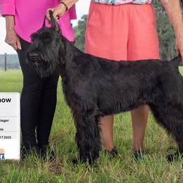 Giant Schnauzers and Miniature Schnauzers from CARRY ON SCHNAUZERS