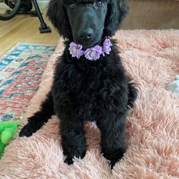 Poodle Puppies from Alue Standard Poodles