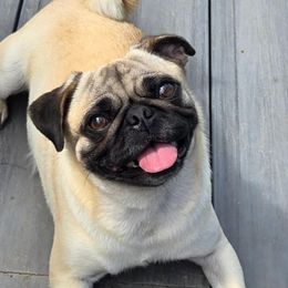 Pugs from Locust Creek Pugs