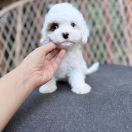 Sleepy - White female Cavapoo puppy in Bellevue, Washington from Sweetheart Doodles