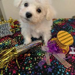 Pie - White male Bichon Frise puppy in Lindale, Texas from Patchwork Bedlington Terriers and Bichon Frise