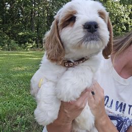 Cloud Guy - Goldendoodle puppy from K&K's Puppy Kingdom