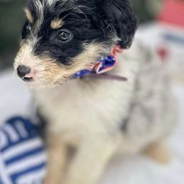 Aussiedoodles and Pomeranians from Designer_dogs_for_all