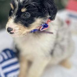 Aussiedoodles and Pomeranians from Designer_dogs_for_all