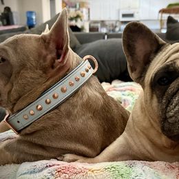 French Bulldog puppies from Elegancia Vintage Xoloitzcuintle