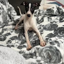 Cookie - White and black male Italian Greyhound puppy in Wilkes Barre, Pennsylvania from Laraz Pupz