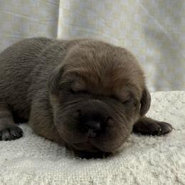 Slate - Gray and fawn male Cane Corso puppy in Utah from 3Lake Kennelz