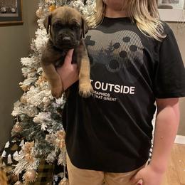 Boy 1 - Red male Cane Corso puppy in Olympia, Washington from Grayling Dawn Cane Corso