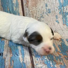 Girl 5 - Cream female Aussiedoodle puppy in Lebanon, Missouri from Cobbs Creek Canines