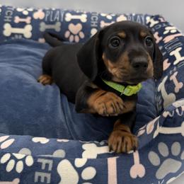 Dachshund Puppies from K9 Royal Club