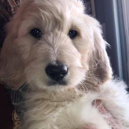 Bernedoodles, Labradoodles, and Poodles from Painted Doodles and Poodles LLC