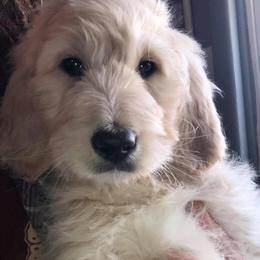 Bernedoodles, Labradoodles, and Poodles from Painted Doodles and Poodles LLC