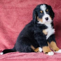 Pink Collar Female - Black rust and white female Bernese Mountain Dog puppy in Bristol, Tennessee from Holston Hollow Farm