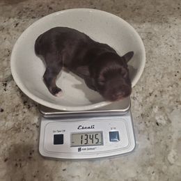 Hagrid - Liver male Miniature Schnauzer puppy in Sandy, Utah from Phantom League Schnauzers