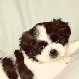 Shih Tzus from Debbie’s Precious Shih Tzu’s