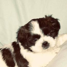Shih Tzus from Debbie’s Precious Shih Tzu’s