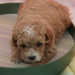 Australian Shepherd, Goldendoodle, and Poodle Puppies from 5AFarms