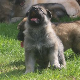 German Shepherd Puppies from Silver Raye German Shepherds